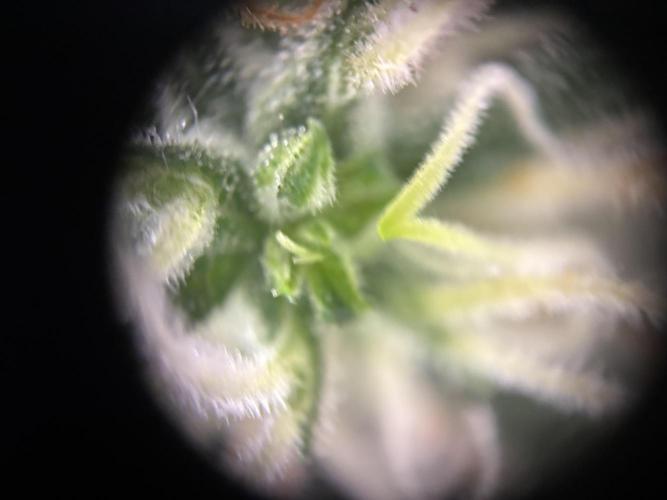 Pico2. Week 10