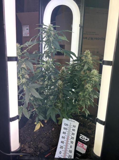 Pico2. Week 10