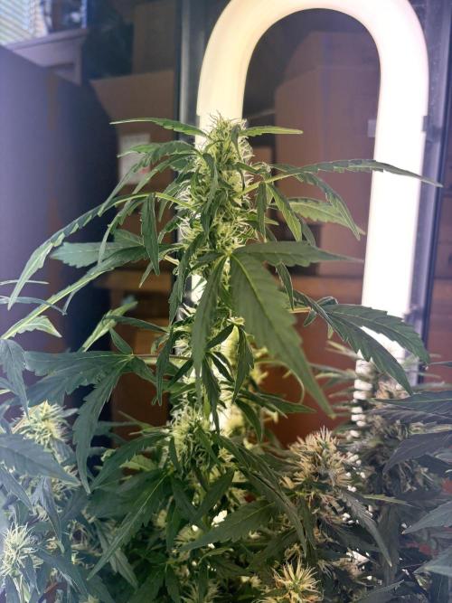 Pico2. Week 10