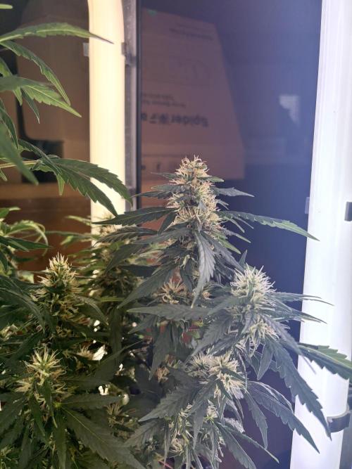 Pico2. Week 10