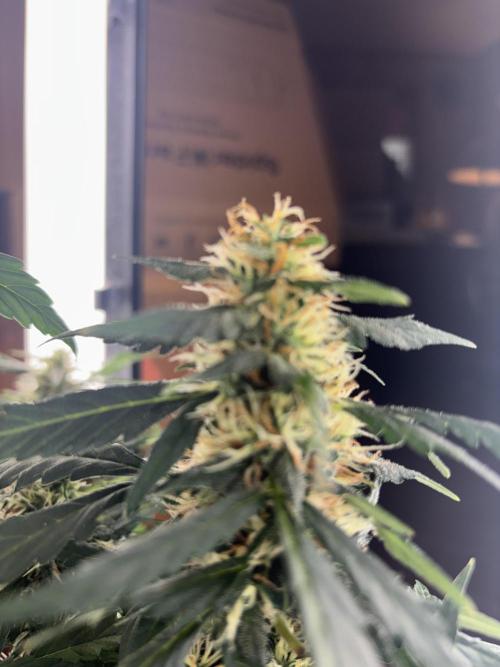 Pico2. Week 10