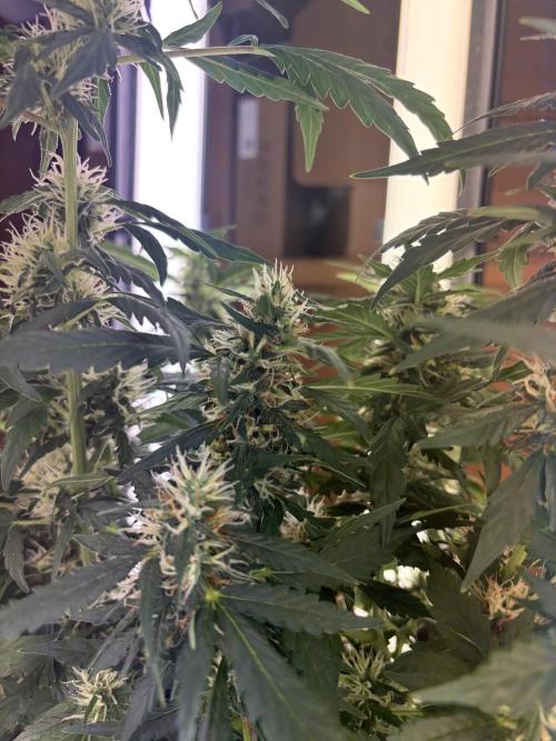 Pico2. Week 10
