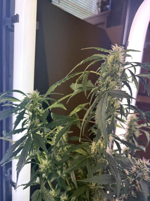 Pico2. Week 10