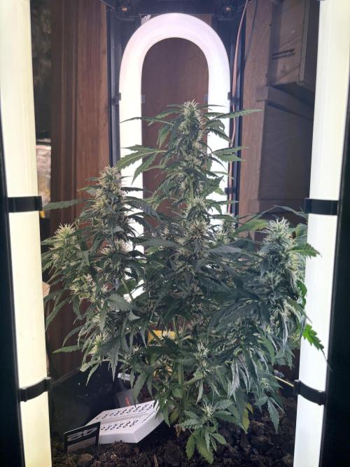 Pico2. Week 10