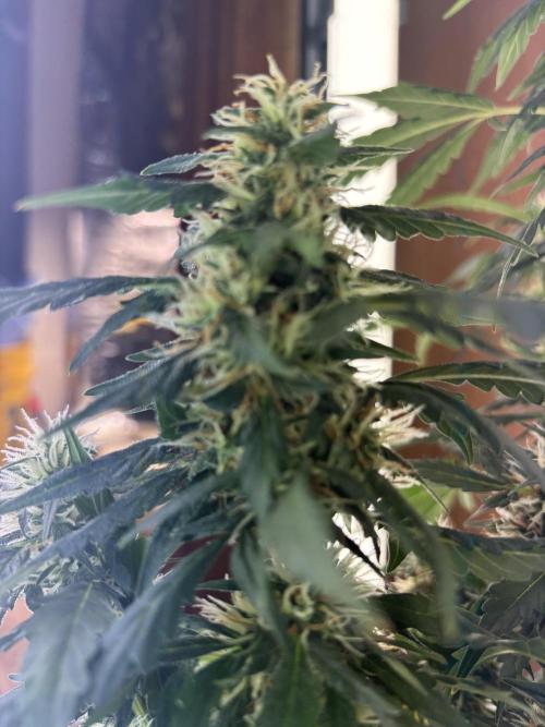Pico2. Week 10