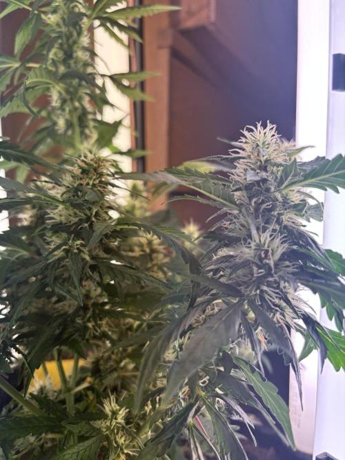 Pico2. Week 10