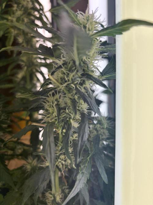 Pico2. Week 10