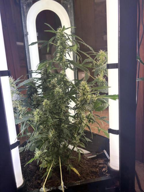 Pico2. Week 10