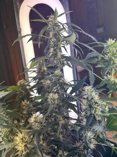 Pico2. Week 10