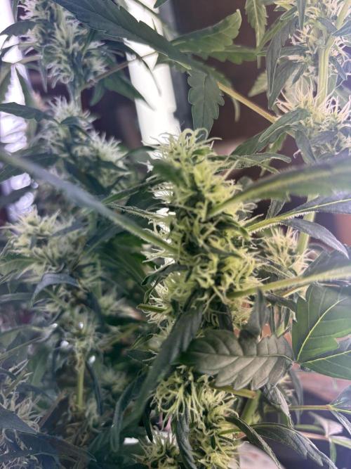 Pico2. Week 10