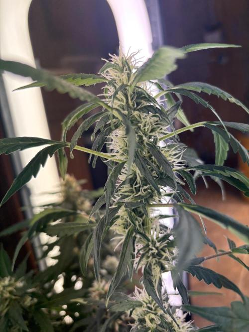 Pico2. Week 10