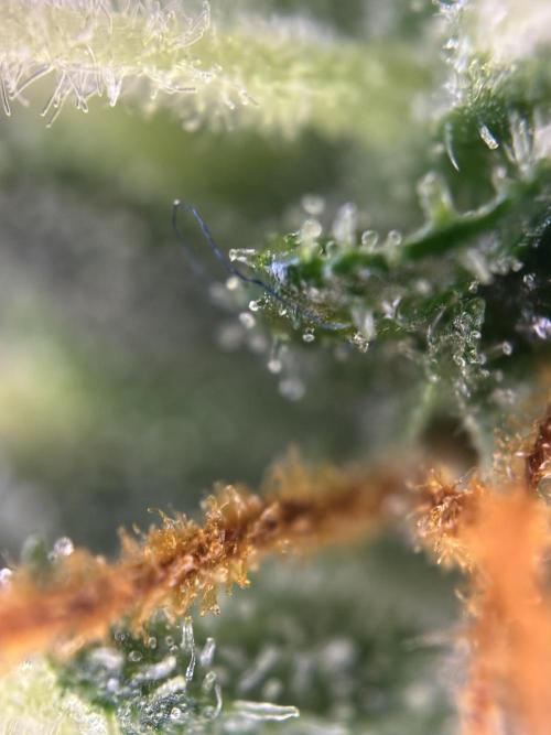 Pico2. Week 10