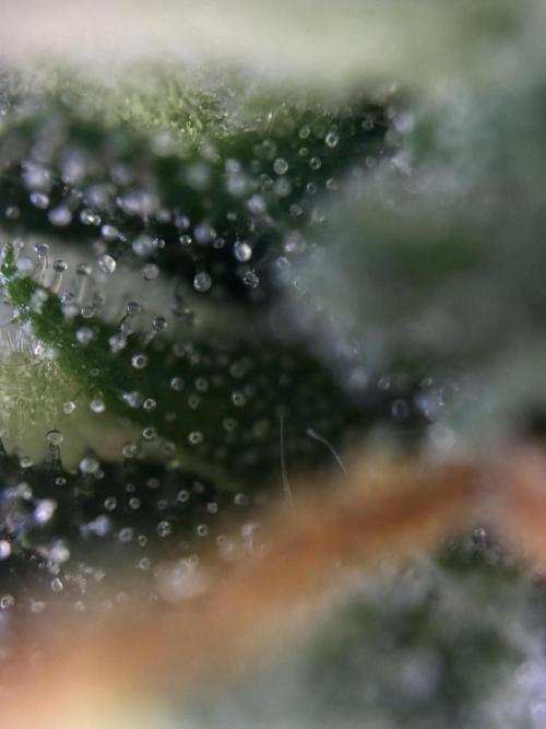 Pico2. Week 10