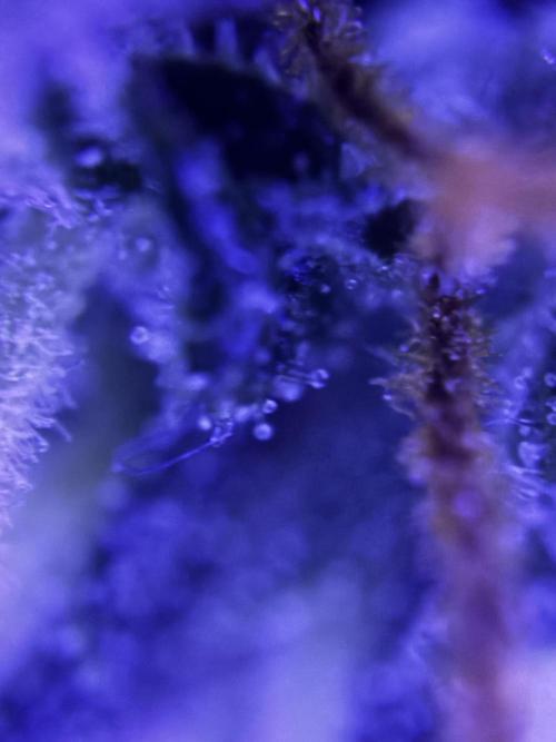 Pico2. Week 10