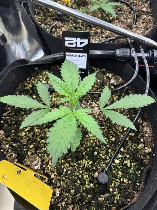 Pico Gelato Auto. Week 3