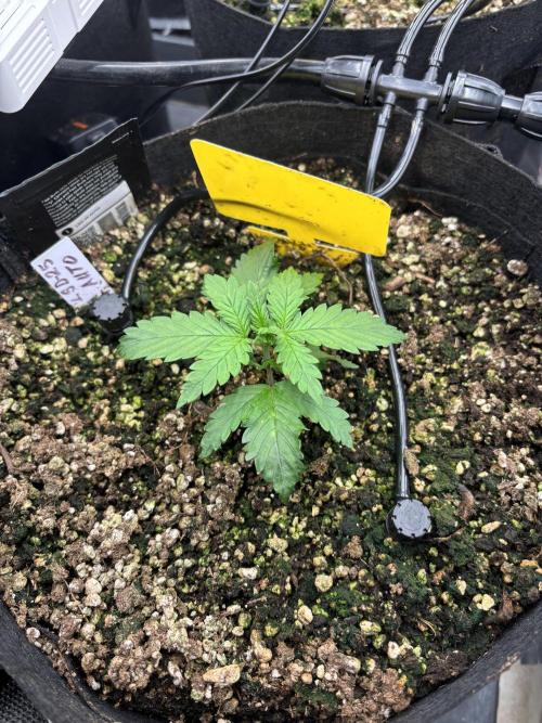 Pico LSD-25. Week 3