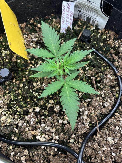 Pico Mexican Airlines Auto. Week 3
