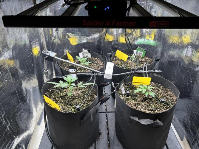 Pico Mexican Airlines Auto. Week 3