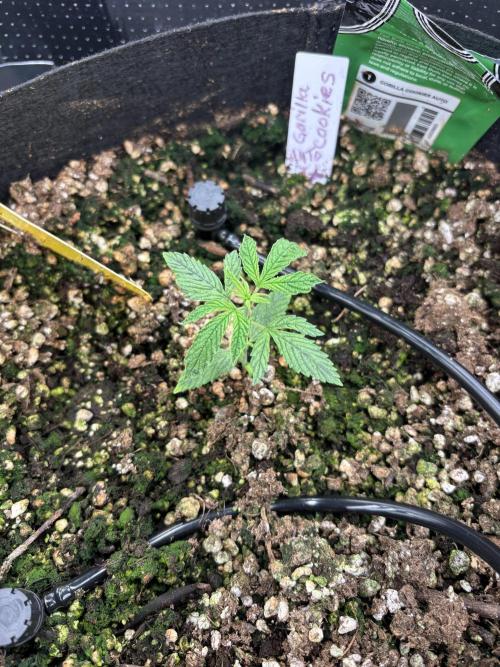 Pico Gorilla Cookies Auto. Week 3