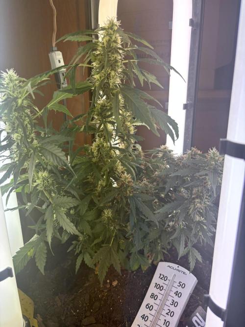 Pico2. Week 11