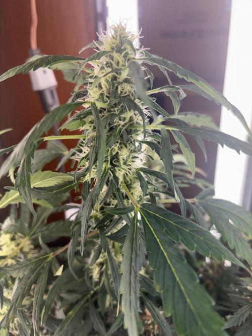 Pico2. Week 11