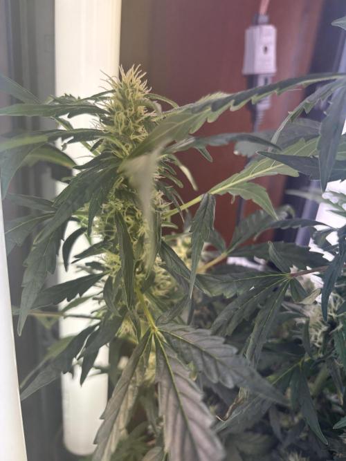 Pico2. Week 11