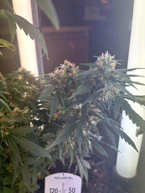 Pico2. Week 11