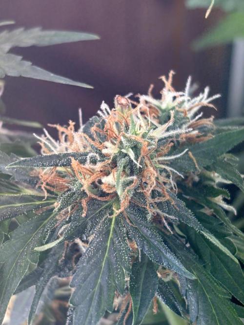 Pico2. Week 11