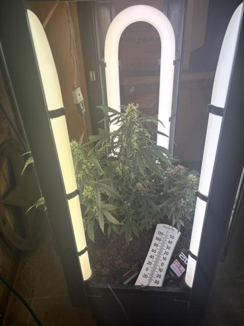 Pico2. Week 11