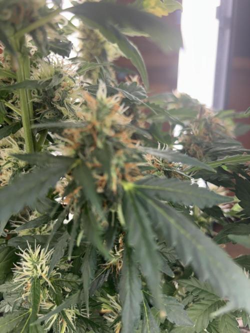 Pico2. Week 11