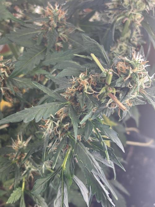 Pico2. Week 11