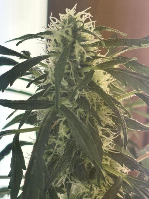 Pico2. Week 11