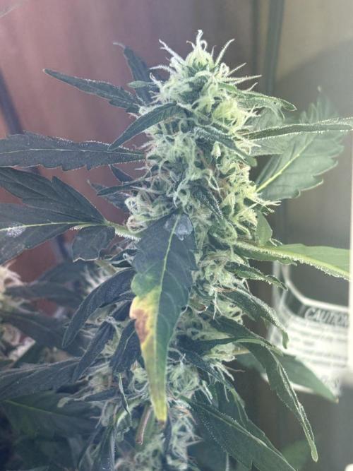 Pico2. Week 11