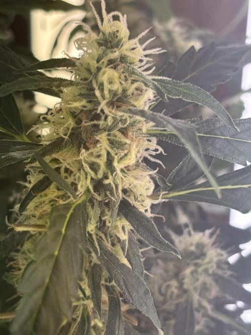 Pico2. Week 11