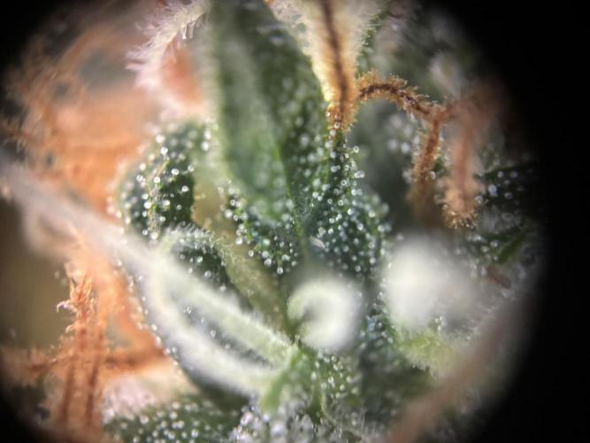 Pico2. Week 11 - Plant 1 