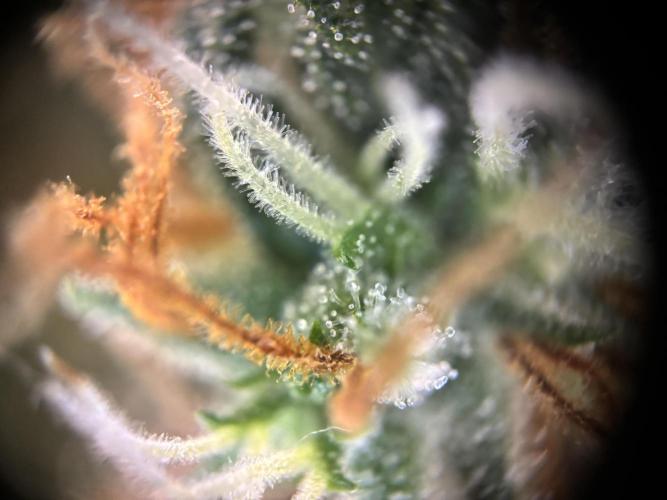 Pico2. Week 11 - Plant 1