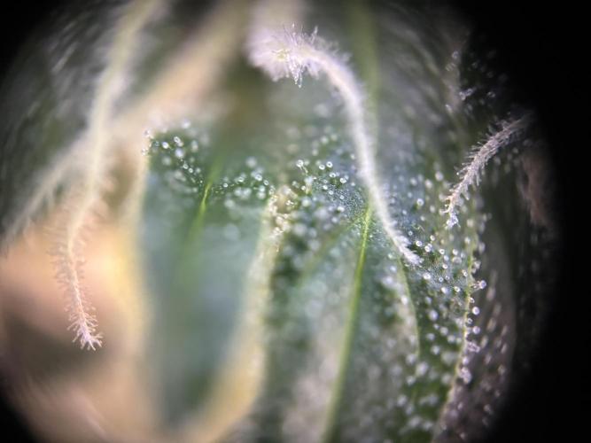 Pico2. Week 11 - Plant 1