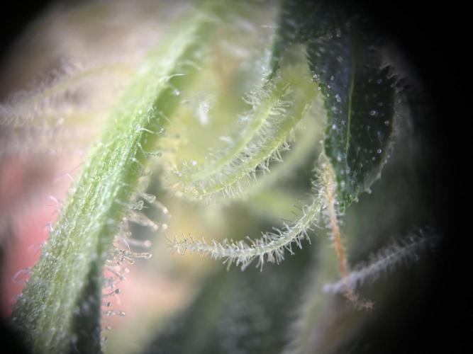 Pico2. Week 11 - Plant 2