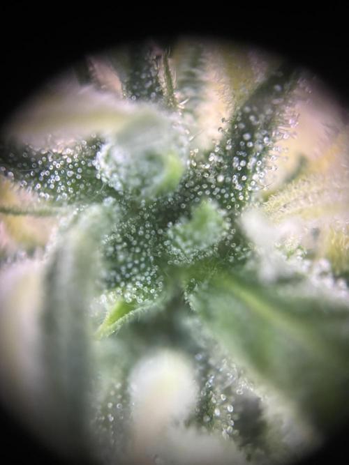 Pico2. Week 11 - Plant 2