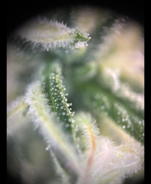 Pico2. Week 11 - Plant 2