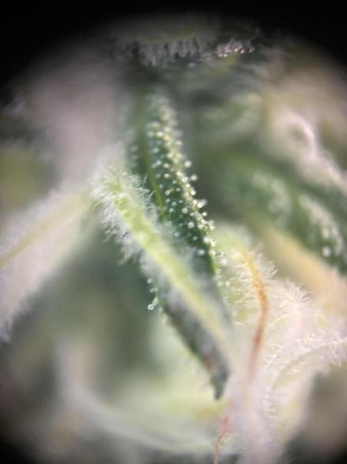 Pico2. Week 11 - Plant 2