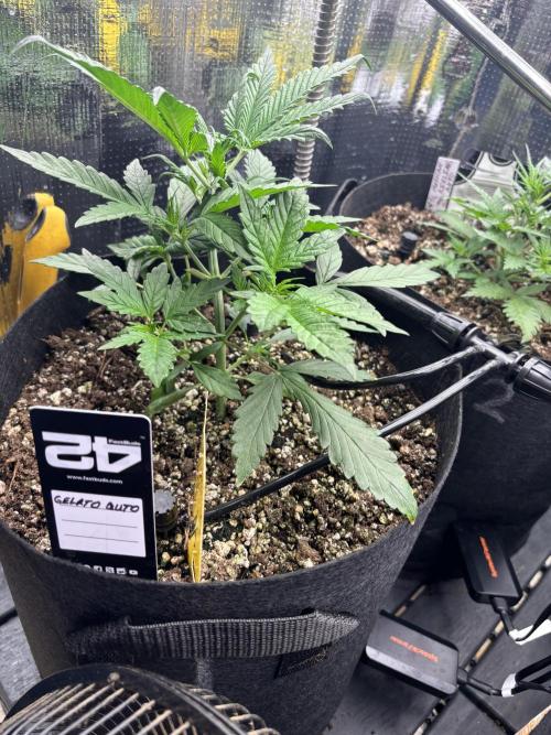 Pico Gelato Auto. Week 4