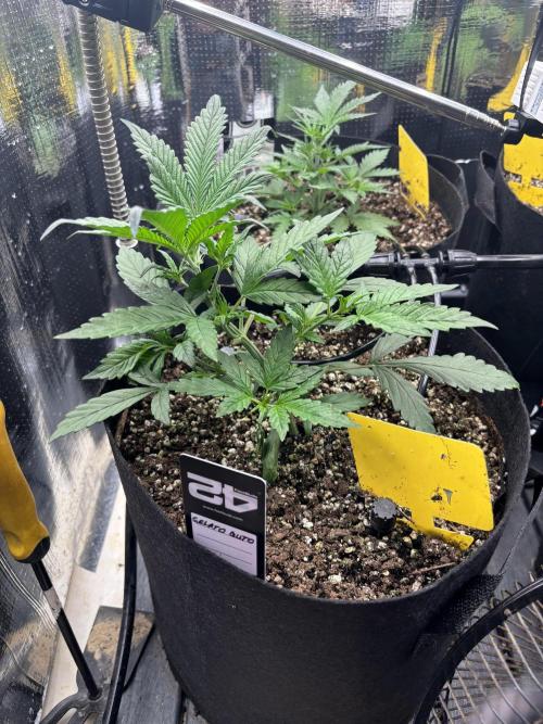 Pico Gelato Auto. Week 4