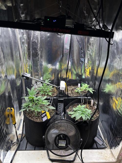 Pico Gelato Auto. Week 4