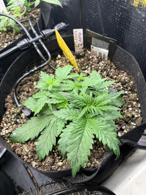 Pico LSD-25. Week 4