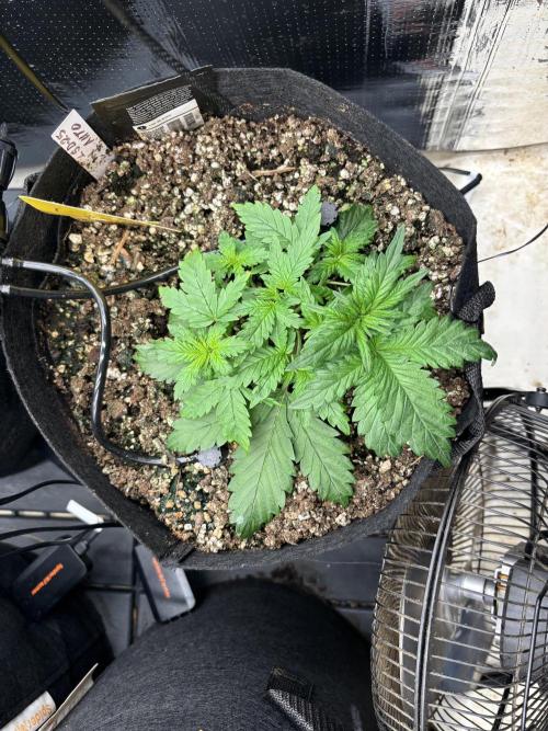 Pico LSD-25. Week 4