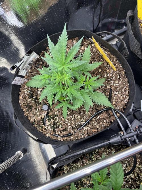 Pico Mexican Airlines Auto. Week 4
