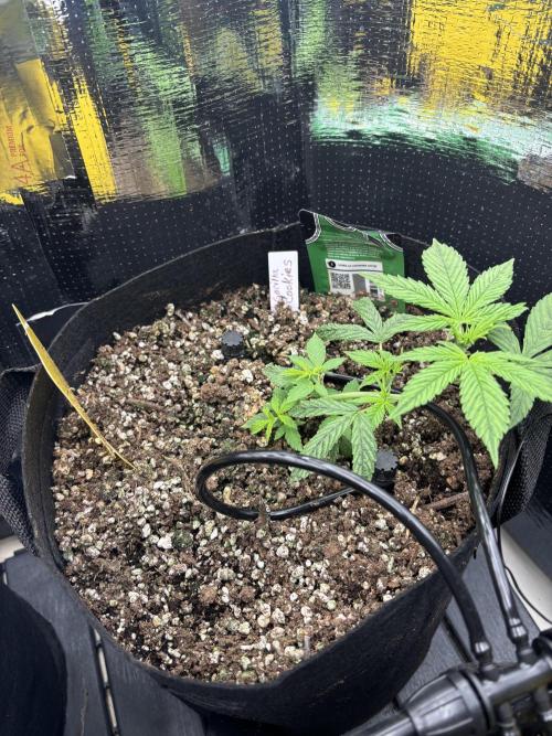 Pico Gorilla Cookies Auto. Week 4