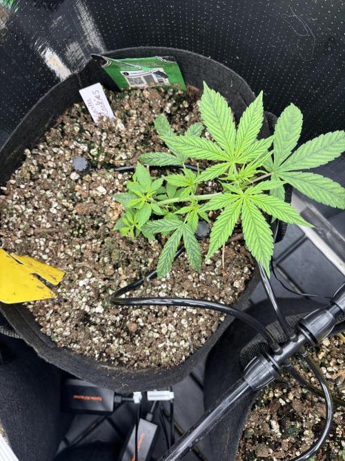 Pico Gorilla Cookies Auto. Week 4