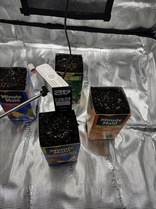 Pico Fast Buds RF3 Mix. Week 0 - I hope these cartons are clean enough. The orange juice still smells like orang.